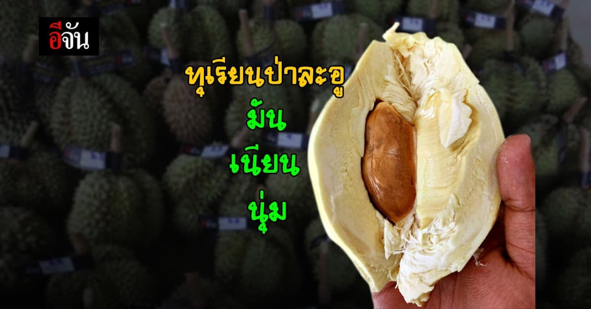 จับใจจัน ทุเรียนป่าละอู รสสุดฟิน มัน เนียน นุ่ม