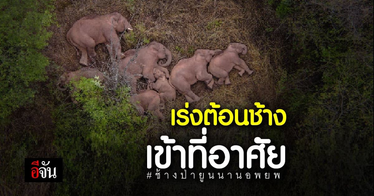 เจ้าหน้าที่จีน ติดตามการอพยพ ช้างป่ายูนนาน เร่งต้อนช้าง เข้าถิ่นอาศัย ที่เหมาะสม