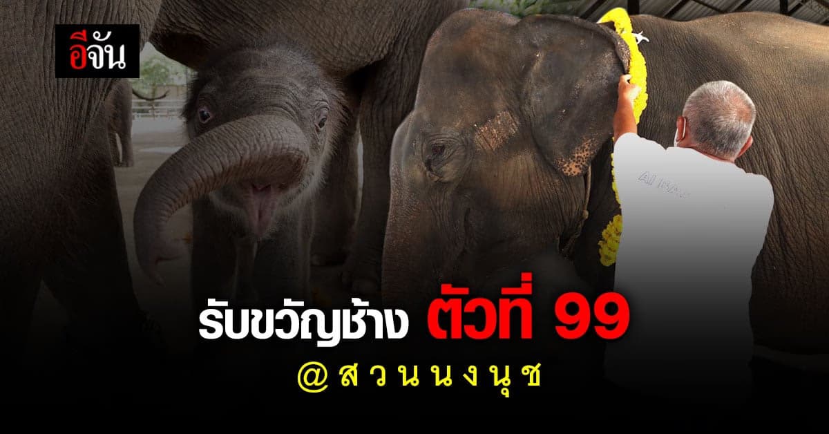 วันดี ปางช้างสวนนงนุชพัทยา ทำพิธีรับขวัญ พังนพเก้า ลูกช้าง ตัวที่ 99