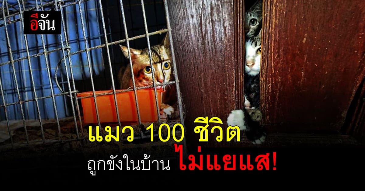 จิตอาสา มูลนิธิอนุรักษ์ช้าง เชียงใหม่ เร่งช่วยแมว กว่า 100 ตัว ถูกขังในบ้าน บางตัวอดตาย เหลือแต่ซาก!