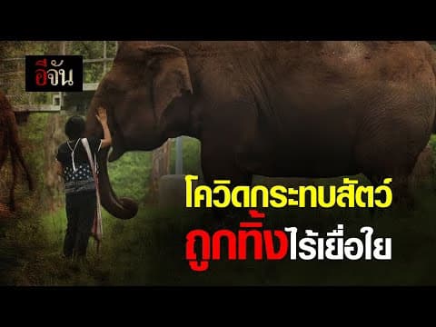 (Video) โควิดกระทบสัตว์ ถูกทิ้งไร้เยื่อใย