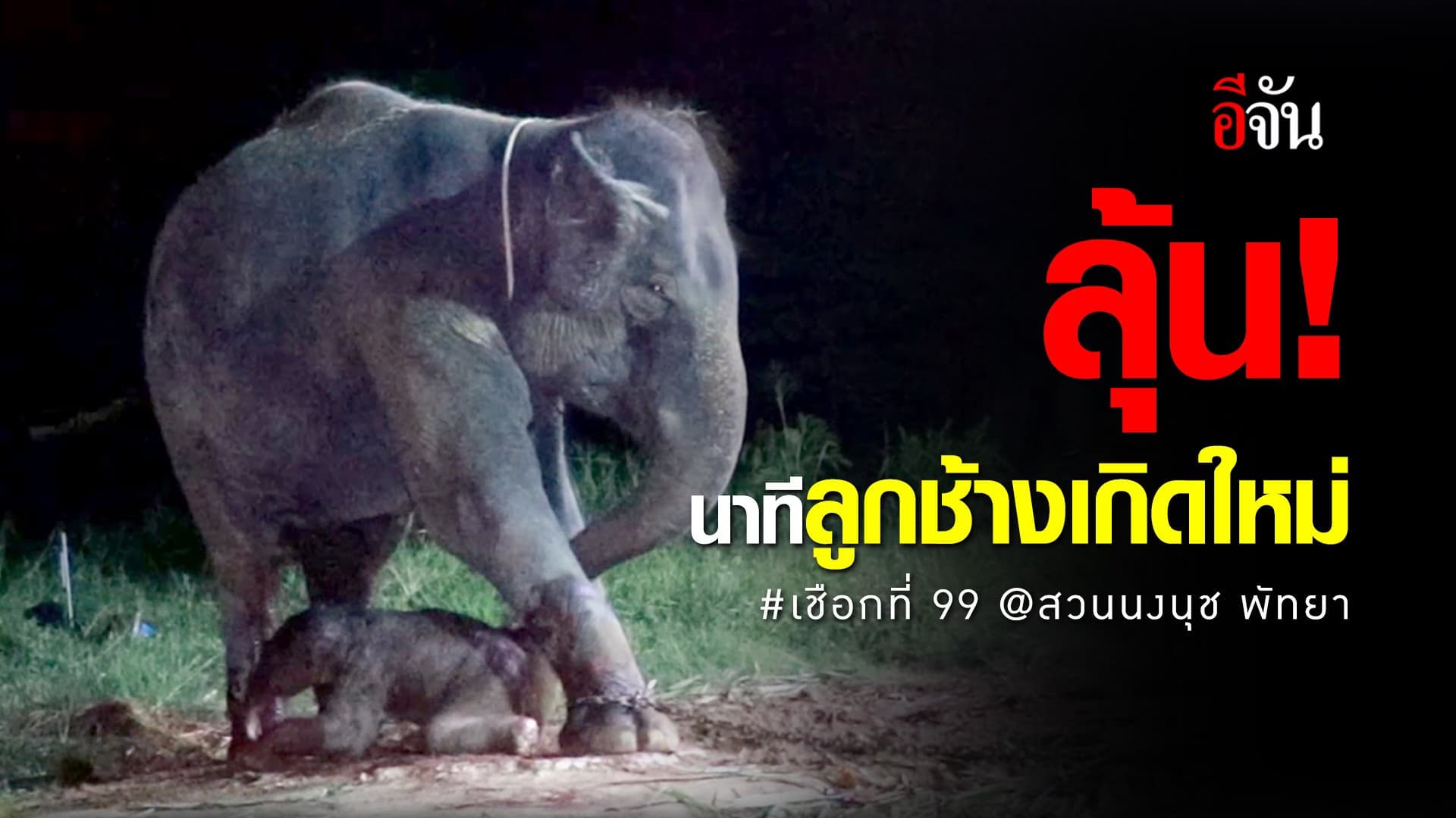 (Video) นาทีลูกช้างเกิดใหม่ #เชือกที่99 @สวนนงนุชพัทยา