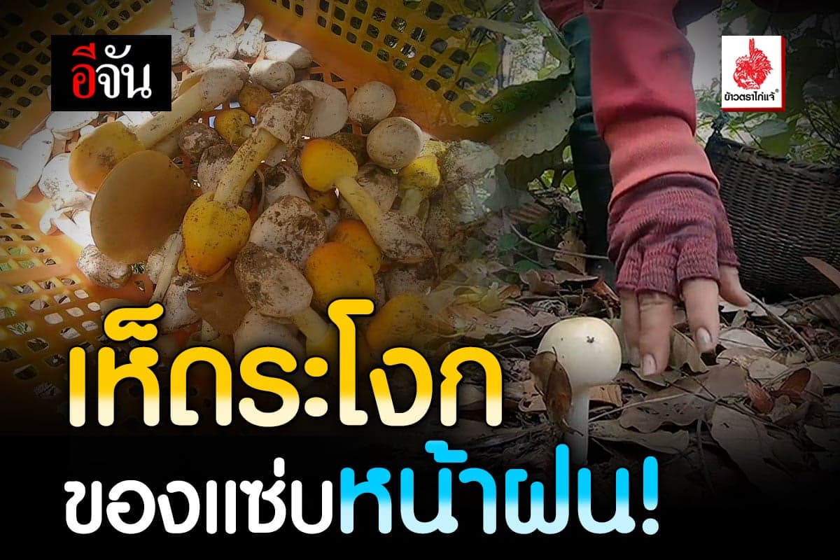 ของดีหน้าฝน เห็ดระโงก ออกดอกเยอะ ชาวบ้านเก็บขาย ได้วันละ 4-5 พัน