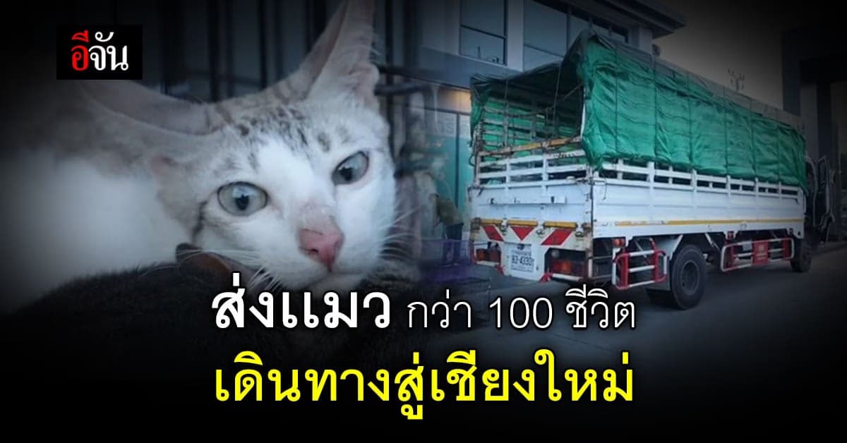 เริ่มต้นชีวิตใหม่ ! เเมวกว่า 100 ชีวิต ถูกขังในบ้านพัก ย่านรังสิต เดินทางสู่ มูลนิธิอนุรักษ์ช้างเเละสิ่งเเวดล้อม จ.เชียงใหม่