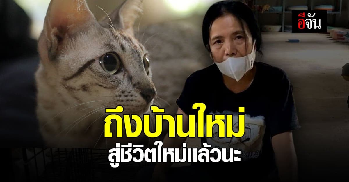 ชีวิตใหม่ เเมว 122 ตัว สุนัข 3 ตัวที่ถูกทิ้ง กับบ้านหลังใหม่ ที่จะไม่ทำให้พวกเขาทุกข์อีก