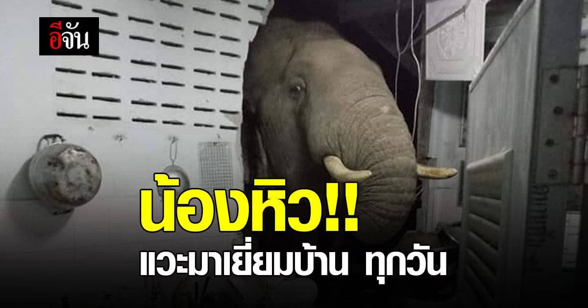 น้องหิว !! ช้างป่า บุกบ้าน มาได้ทุกวัน โผล่เข้าครัว หาของกิน