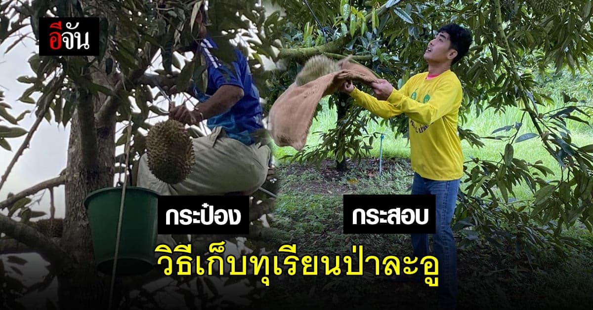 ทุเรียนป่าละอู เก็บถนอมยิ่งกว่าลูกสาว ทำไมต้องใช้ กระสอบ หรือ กระป๋อง เก็บทุเรียน