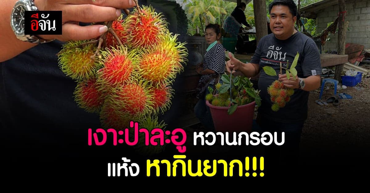 เงาะป่าละอู หวานกรอบ แห้ง หากินยาก ต้องห้ามพลาดชิม