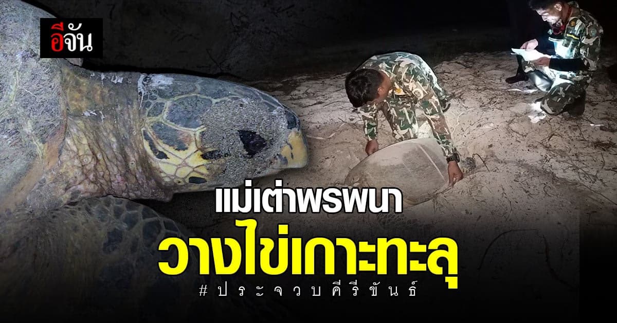 แม่เต่ากระ ขึ้นวางไข่ เกาะทะลุ จ.ประจวบคีรีขันธ์ รังที่ 8 นับได้ 124 ฟอง