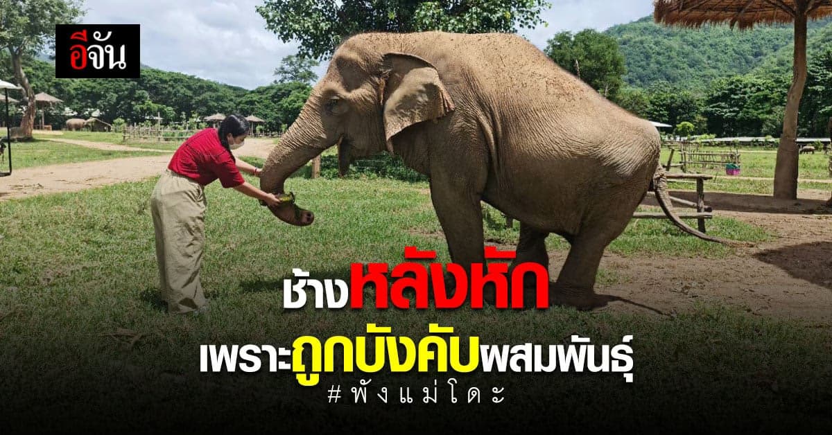 ทรมานเพราะน้ำมือมนุษย์ พังแม่โดะ ช้างหลังหัก เพราะถูกบังคับผสมพันธุ์