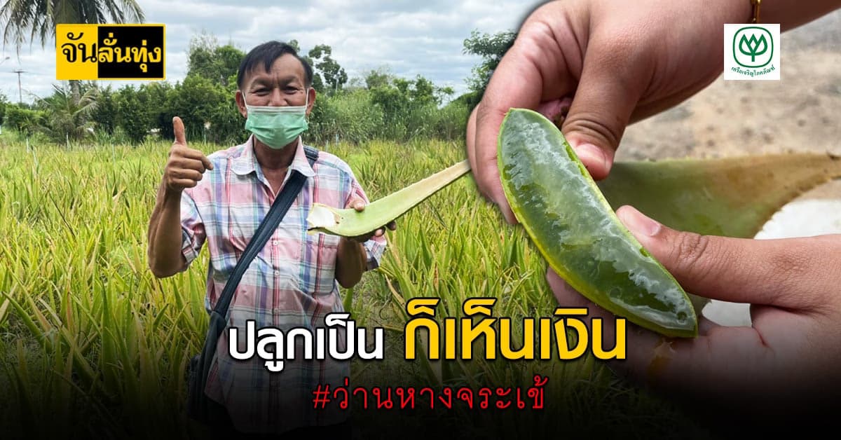 อย่ามองข้าม! ชวนปลูก ว่านหางจระเข้ พืชเศรษฐกิจ ที่ปลูกง่ายขายคล่อง