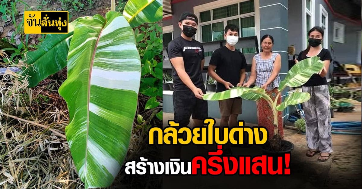 🔊หนุ่มดีใจ กล้วยน้ำว้าด่าง หลังบ้านขายได้ครึ่งแสน เผยพ่อเกือบตัดทิ้งอีกรอบหวั่นเป็นโรค