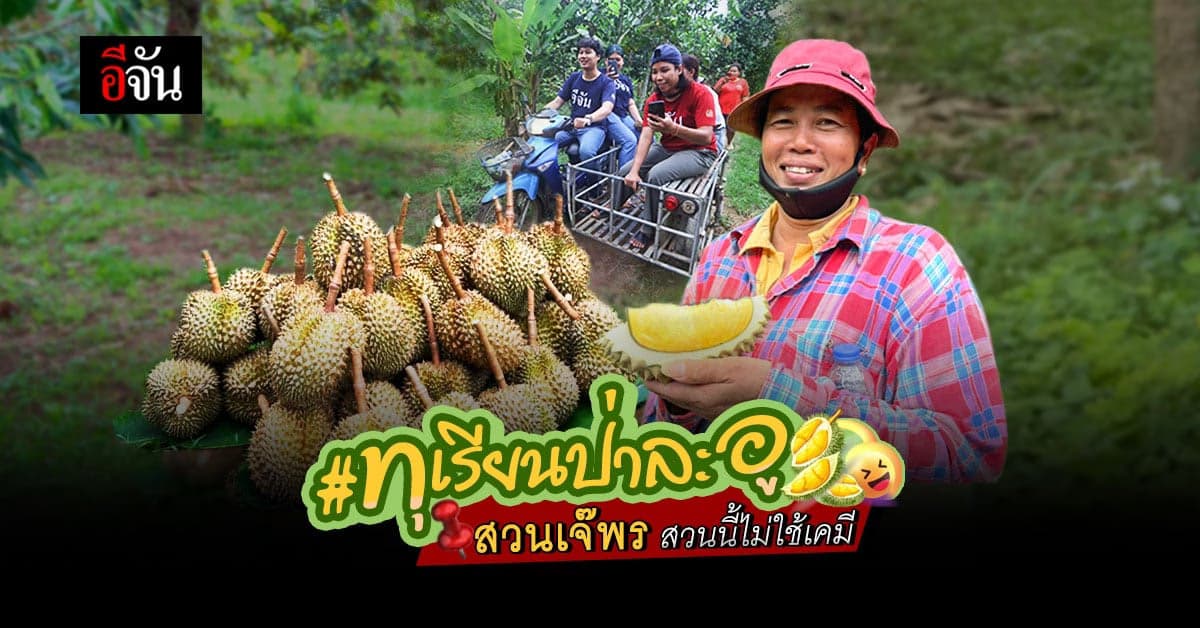 อีจัน นั่งซาเล้ง บุก สวนเจ๊พร กิน ทุเรียนป่าละอู สวนนี้มีดี ไม่ใช้เคมีฆ่าแมลง