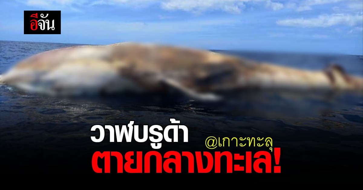 เศร้า! ประมงพบ วาฬบรูด้า ลอยตาย กลางทะเล เกาะทะลุ
