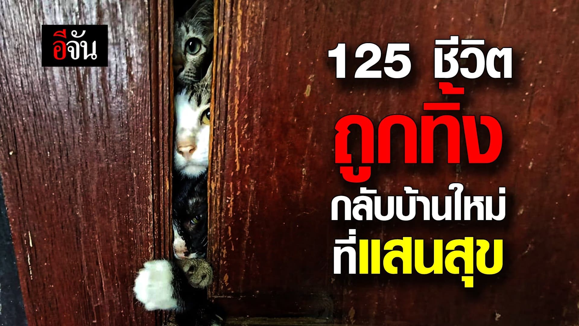 (Video) หมาเเมว 125 ชีวิตไร้คนดูเเล สู่บ้านหลังใหม่