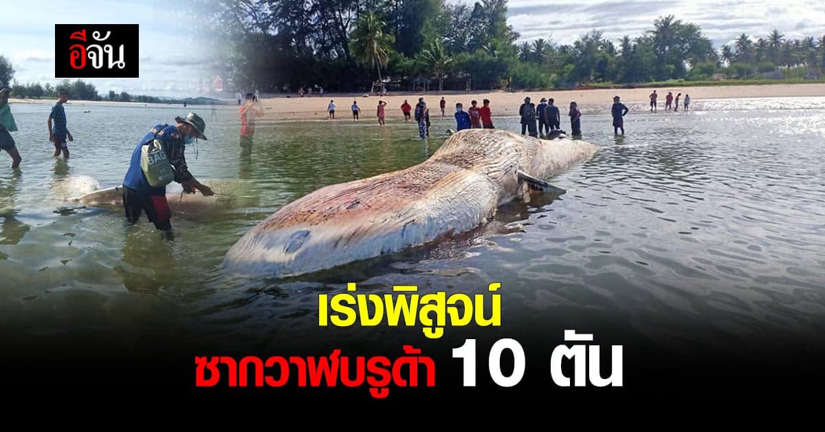 อช.อ่าวสยาม เร่งพิสูจน์ซาก วาฬบรูด้า ลอยตาย กลางทะเล เกาะทะลุ