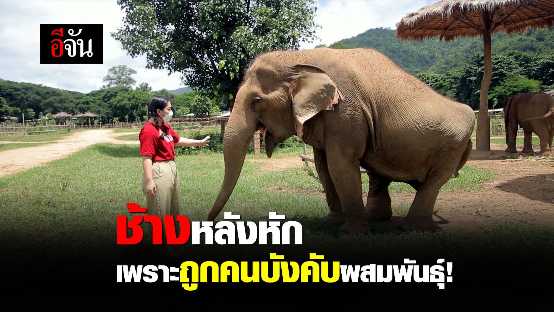 (Video) ช้างหลังหักเพราะโดนบังคับผสมพันธุ์