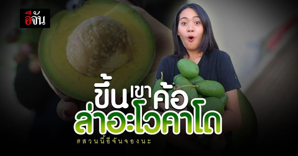 อะโวคาโด ลูกใหญ่ เนื้อเเน่น มัน อีจันการันตี!