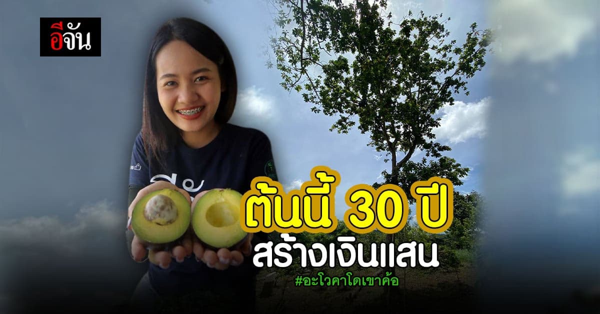 อะโวคาโด เขาค้อ ที่สวนพี่น้อย อายุ กว่า 30 ปี สร้างรายได้กว่าแสนบาท