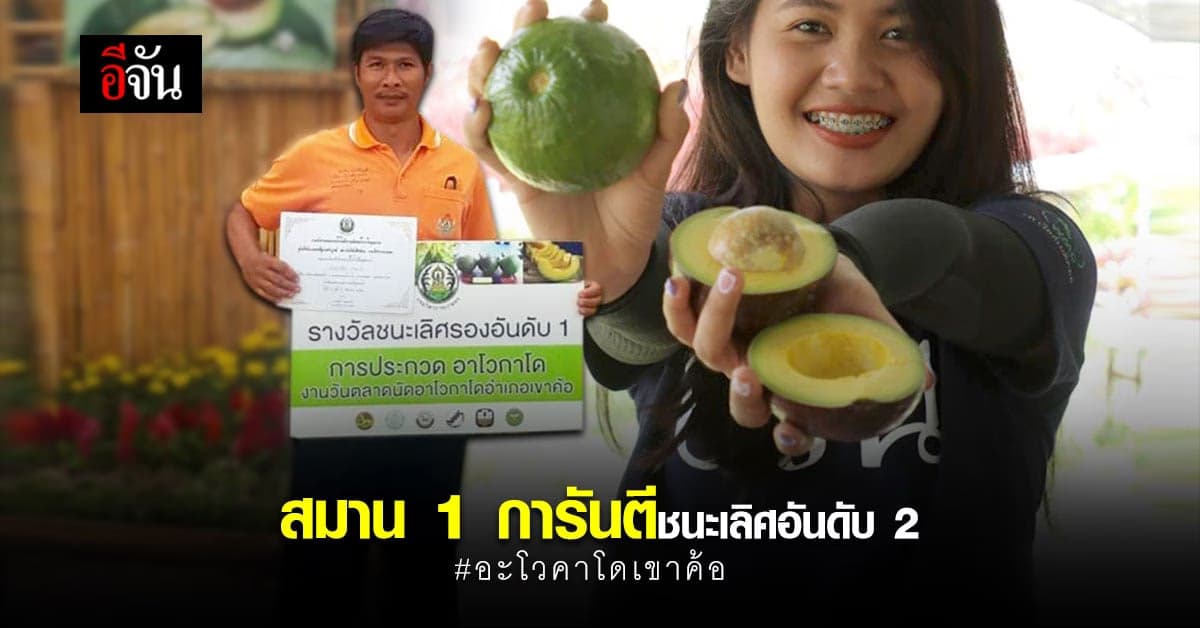 อะโวคาโด เขาค้อ สมาน 1 มีรางวัล การันตี เนื้อแน่น นุ่ม ละมุน