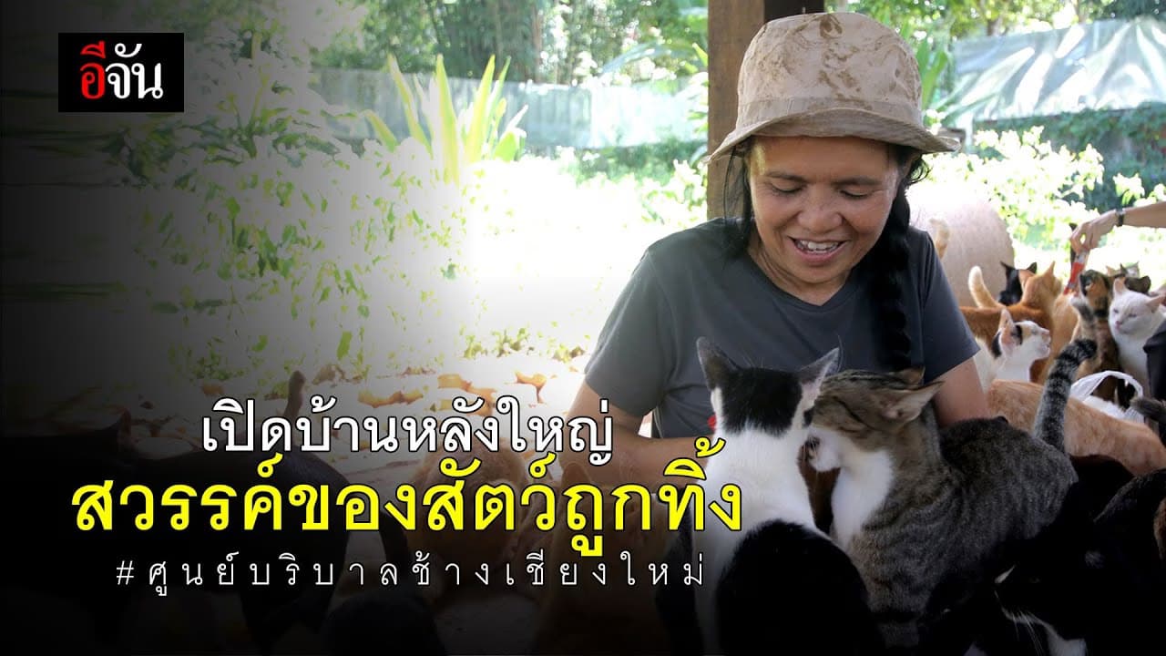 (Video) บ้านหลังใหญ่ สวรรค์ของสัตว์ถูกทิ้ง #ศูนย์บริบาลช้างเชียงใหม่