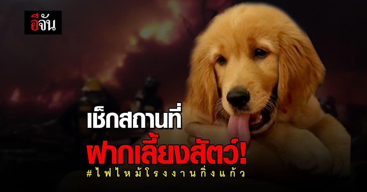เช็กด่วน! โรงพยาบาล – คลินิก ฝากเลี้ยงสัตว์ หนีตาย ไฟไหม้โรงงานกิ่งแก้ว
