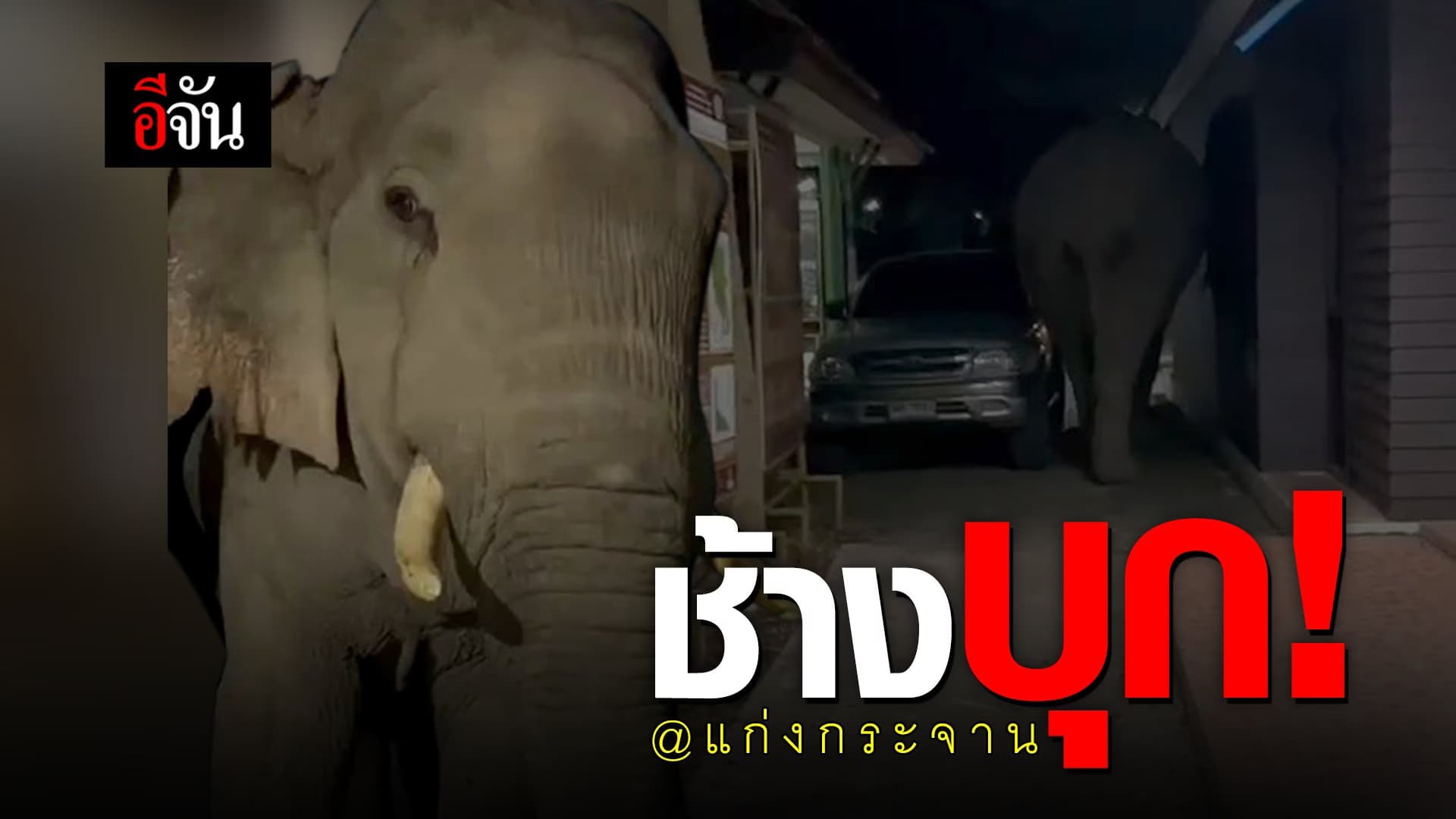 (Video) ช้างบุก @แก่งกระจาน
