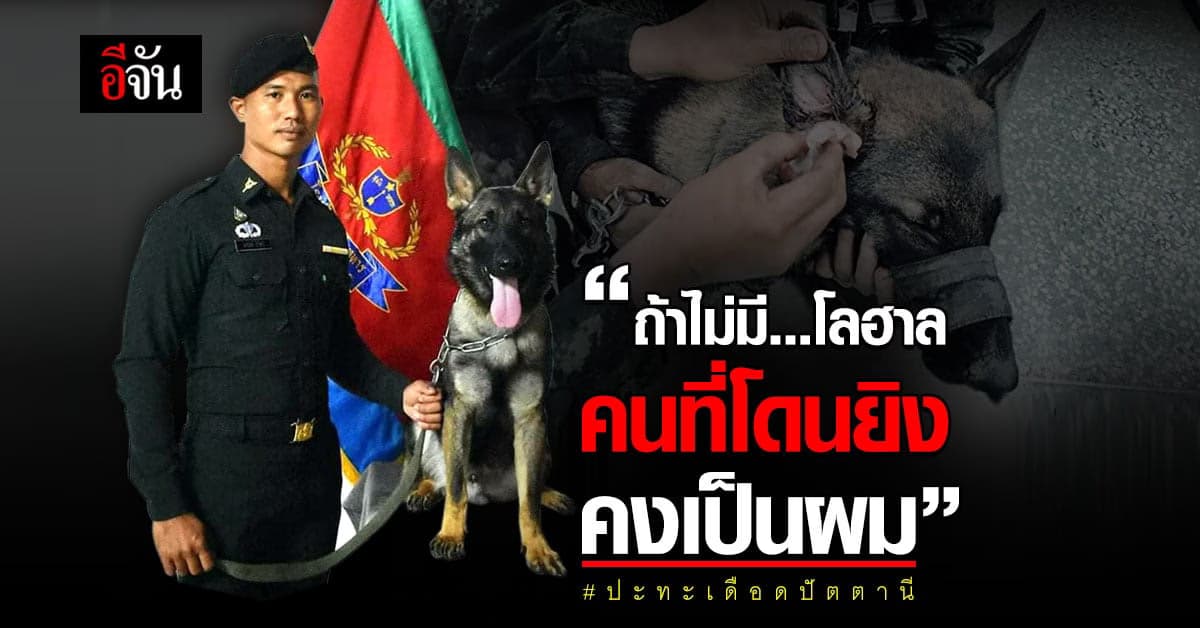 สุนัขทหาร ถูกยิง ช่วยชีวิตเจ้าหน้าที่ ปะทะเดือด อ.สายบุรี ปัตตานี