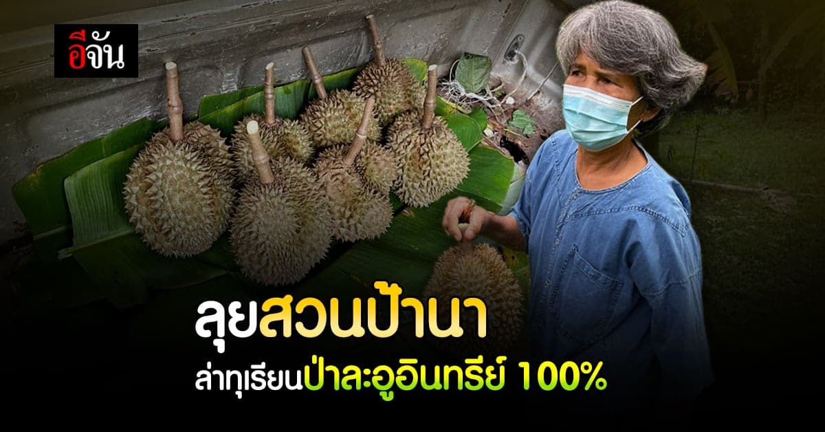 เด็ดจริงจากใจจัน ลุย สวนทุเรียนป้านา ล่า ทุเรียนป่าละอู อินทรีย์ 100%