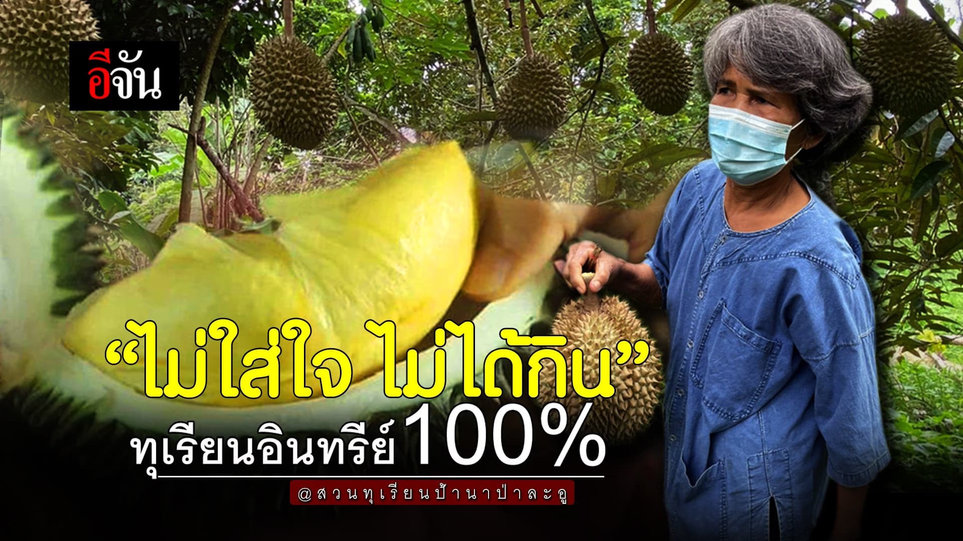(Video) ไม่ใส่ใจไม่ได้กิน ทุเรียนป่าละอูอินทรีย์ 100%