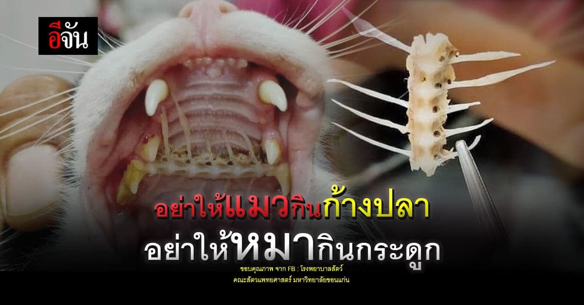 รักหมารักแมว อย่าให้น้อง กินก้าง กินกระดูก