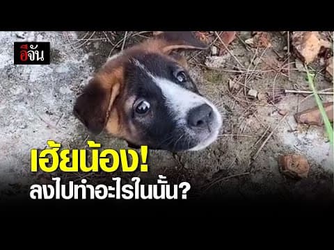 (Video) เฮ้ยน้อง! ลงไปทำอะไรในนั้น?