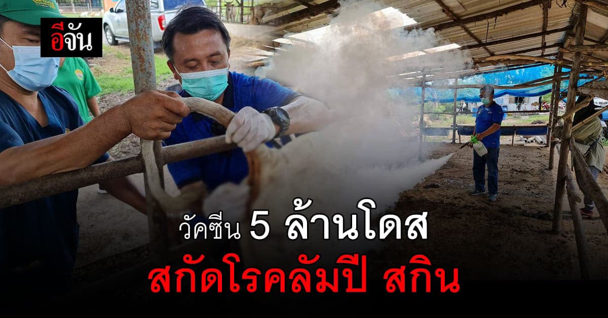 กรมปศุสัตว์ เร่งจัดวัคซีน คุมการระบาด โรคลัมปี สกิน ในวัว-ควาย