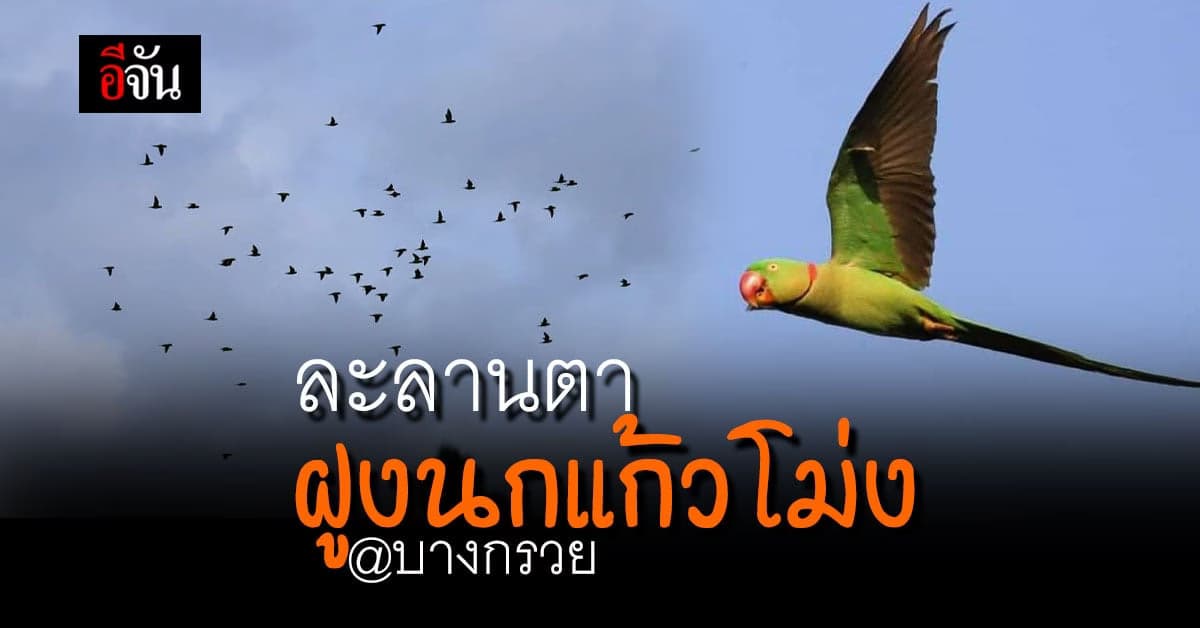 แห่แชร์ ฝูง นกแก้วโม่ง หลายสิบตัว เกาะต้นไม้ สายไฟ อย่างละลานตา