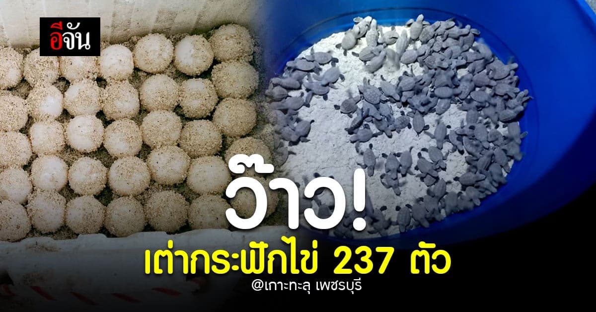 อุทยานแห่งชาติอ่าวสยาม พบ เต่ากระ ฟักไข่ 237 ตัว