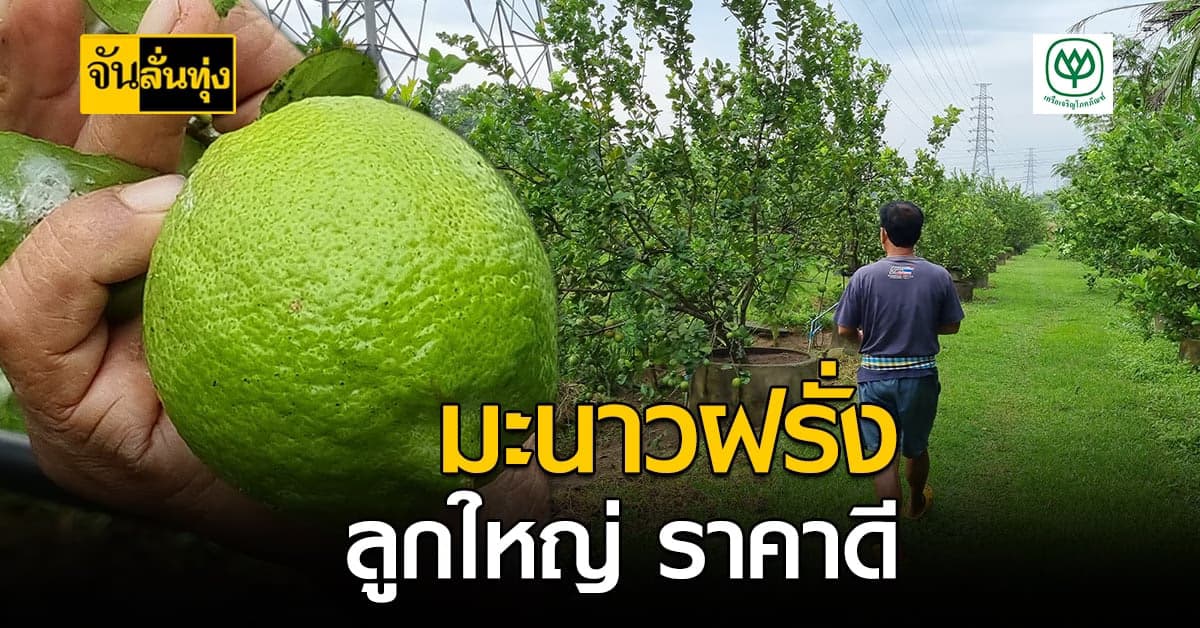 เกษตรกร จ.สงขลา ปลูกเลมอน 2 สายพันธุ์ ขายราคาสูง