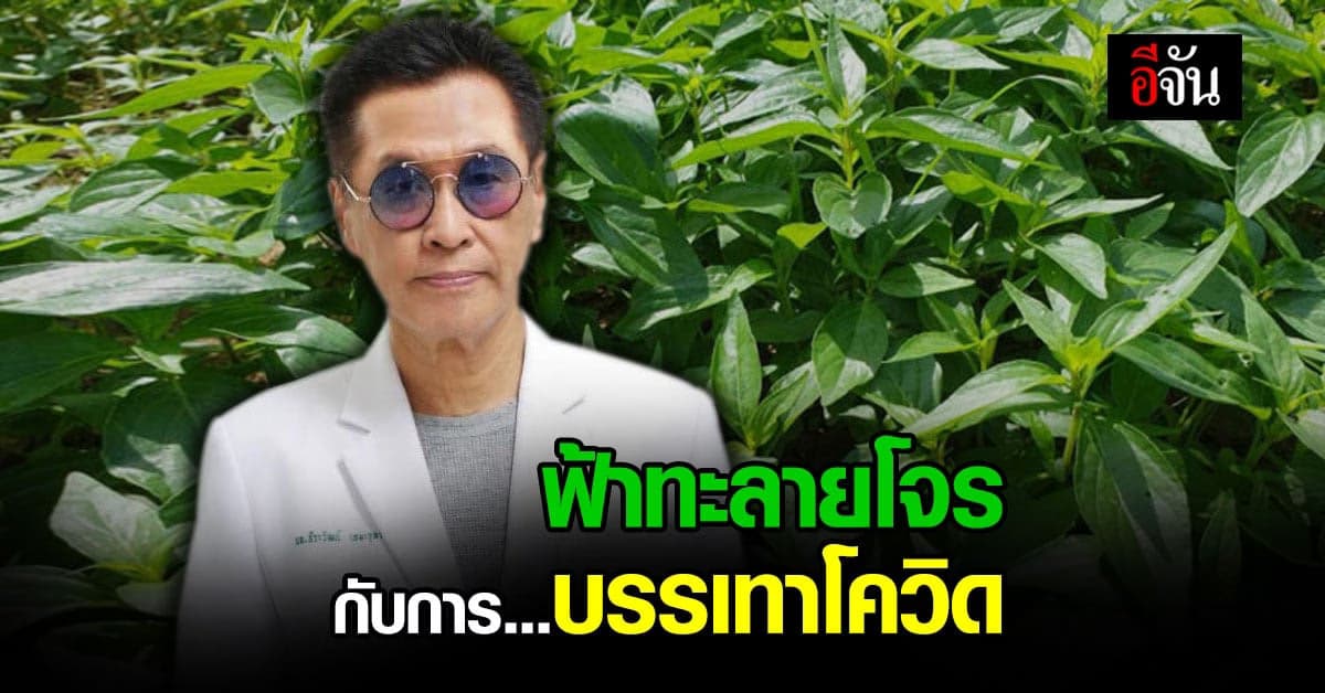 นพ.ธีระวัฒน์ เผยคำแนะนำคนที่ใช้ ฟ้าทะลายโจร บรรเทาอาการโควิด