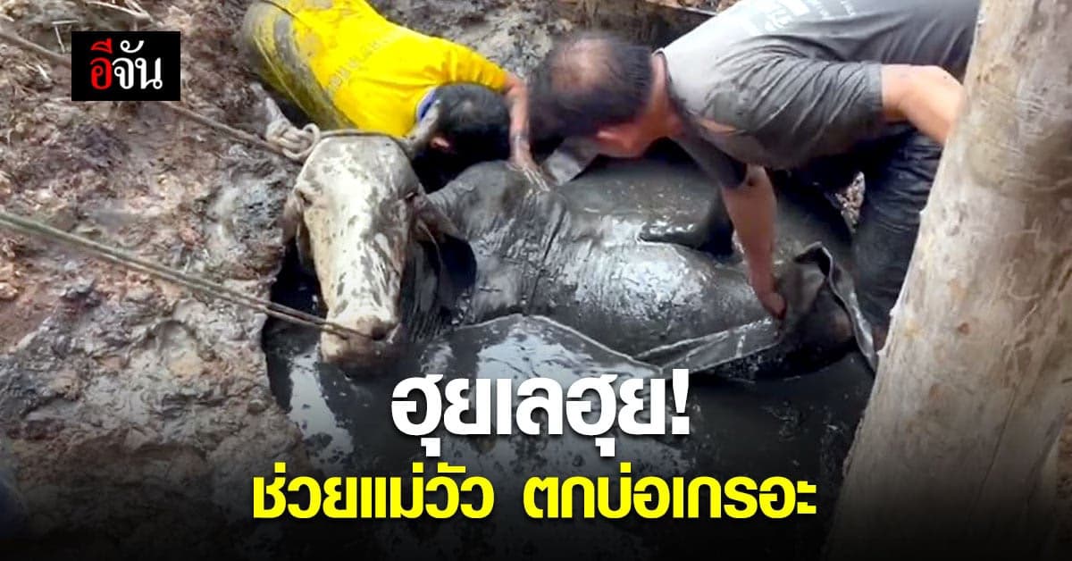 แม่วัว พลัดตกบ่อเกรอะ ชาวบ้าน – จนท. ช่วยดึงจนขึ้นมาได้