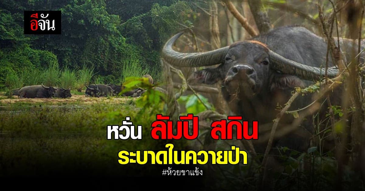 ระวังเข้ม! หวั่น ลัมปี สกิน ระบาดใน ควายป่า ฝูงสุดท้ายที่ ห้วยขาแข้ง