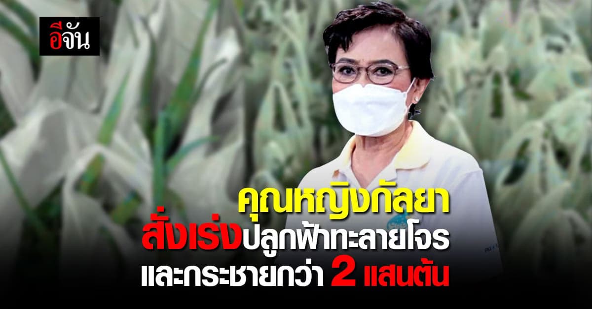 คุณหญิงกัลยา รัฐมนตรีช่วย ศธ. สั่งปลูกฟ้าทะลายโจร และกระชาย 2 แสนต้น