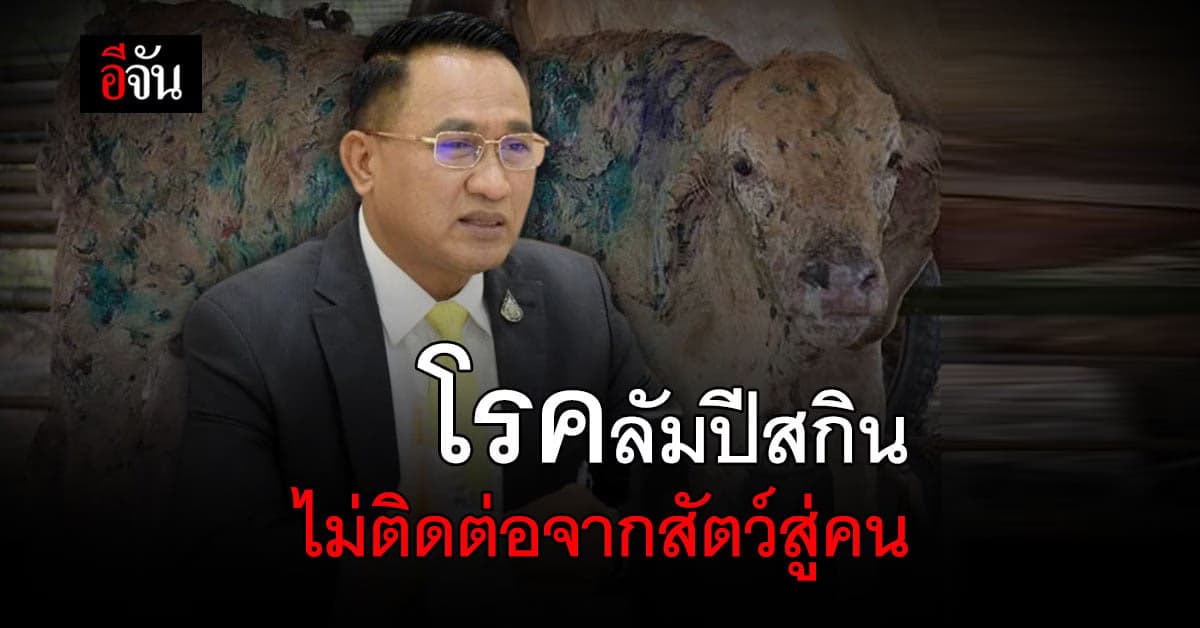 กรมปศุสัตว์ ยืนยัน! โรคลัมปีสกิน ไม่ติดต่อจากสัตว์สู่คน