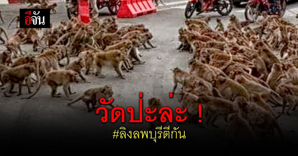 ศึกชี้ชะตา ลิงลพบุรี ล้างแค้นศัตรู ยกพวกตะลุมบอน กลางเมือง !