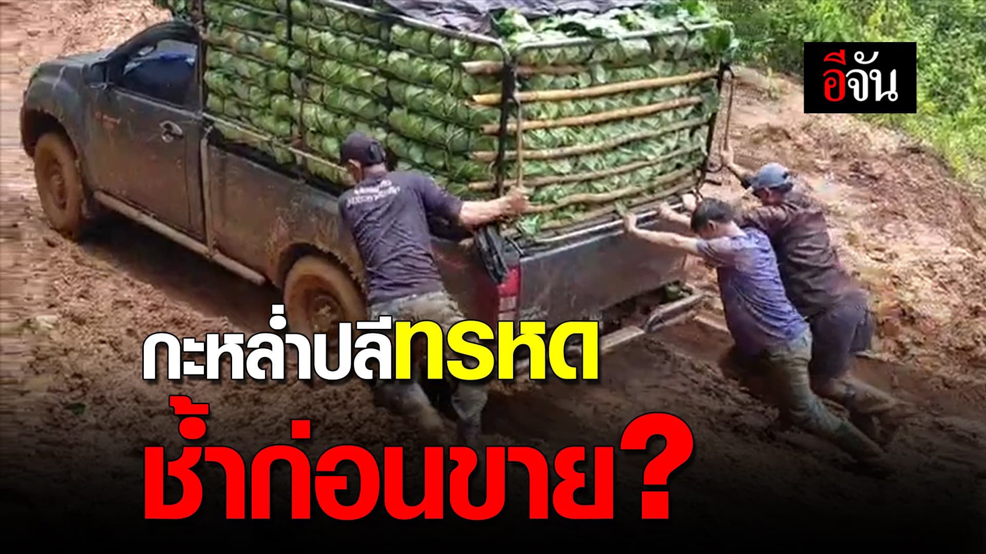 (Video) กะหล่ำปลีทรหด ช้ำก่อนขาย ?