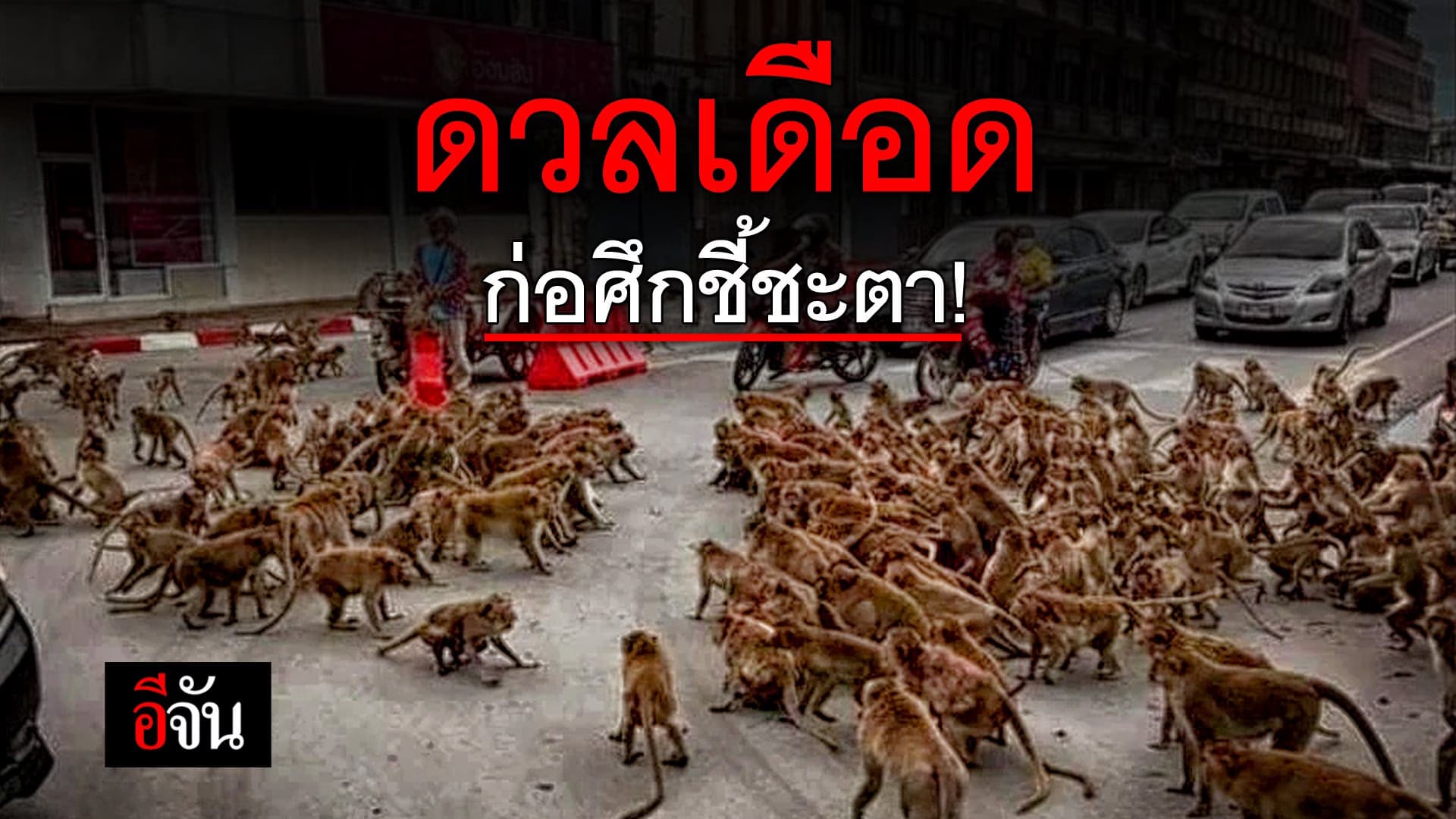 (Video) ลิงลพบุรี ดวลเดือด ก่อศึกชี้ชะตา