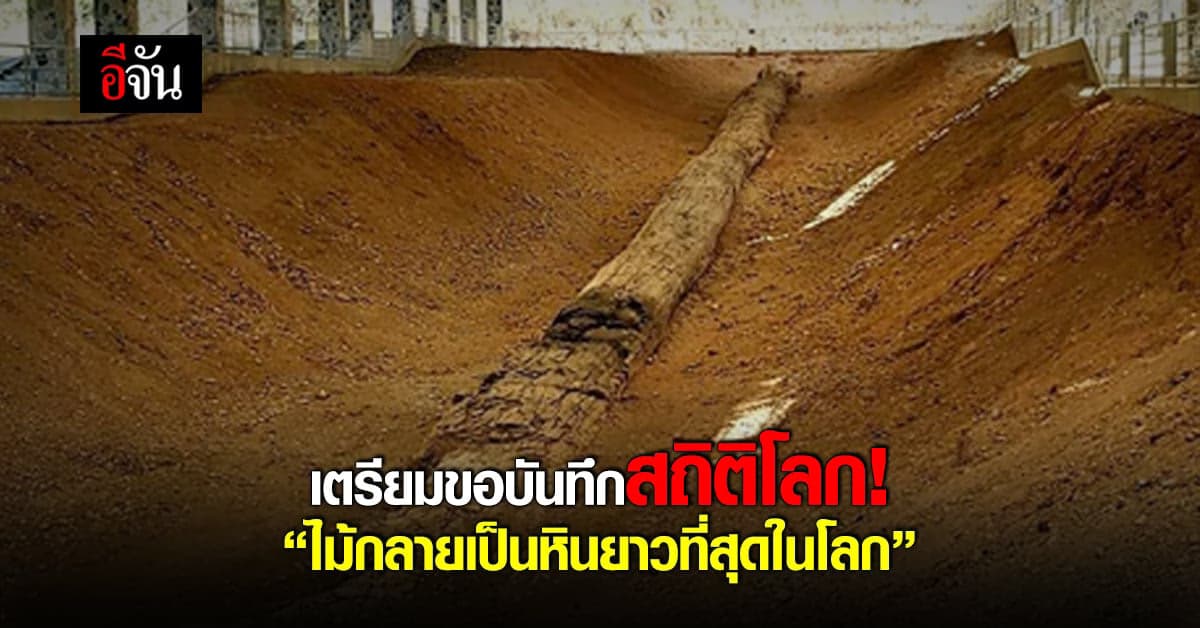 ไทยเตรียมบันทึกสถิติโลก ไม้กลายเป็นหินยาวที่สุดในโลก
