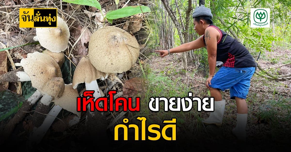 เก็บเห็ดโคน หารายได้เสริม กำไรดี
