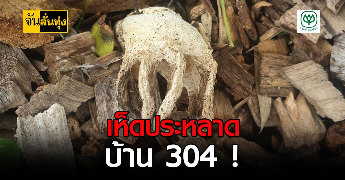 หนุ่มอุทัยฯพบ เห็ดประหลาด เหม็นบันลือโผล่หน้าบ้าน คาดให้โชครับ หวยออก