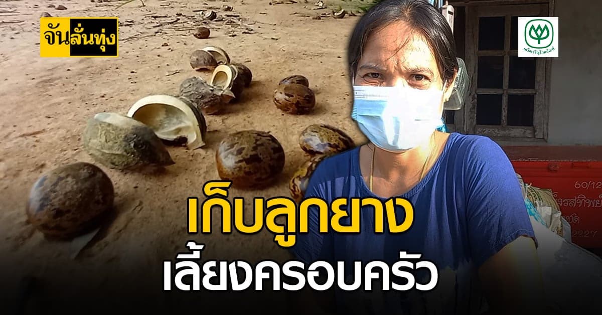 ชาวบ้าน จ.สุรินทร์ ออกเก็บลูกยางพารา เลี้ยงครอบครัว