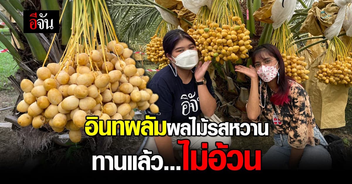 สุดเจ๋ง! อินทผลัมผลไม้มีรสชาติหวาน แต่ทานแล้วไม่อ้วน