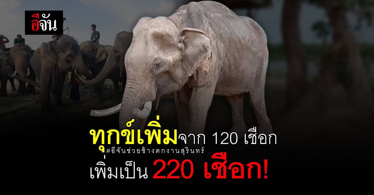ควาญช้างสุรินทร์ น้ำตานอง ขนช้างตกงานขออีจันช่วย 220 เชือก!